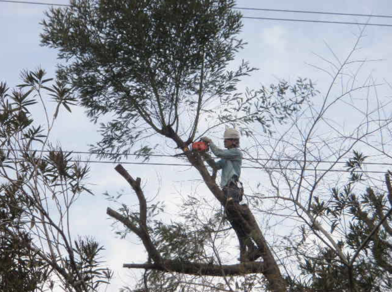 有限会社森田木材のアルバイト 造園工の求人情報イメージ1